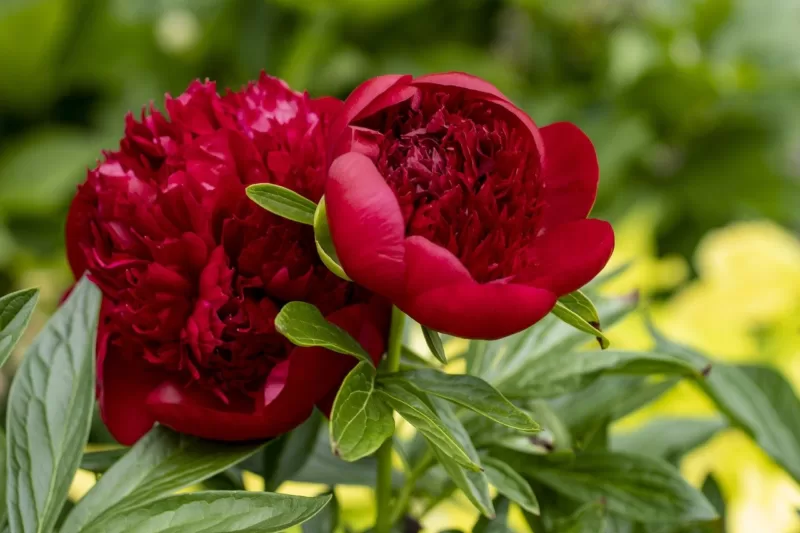 How about a peony that doesn't flop? image - How about a peony that doesn't flop?
