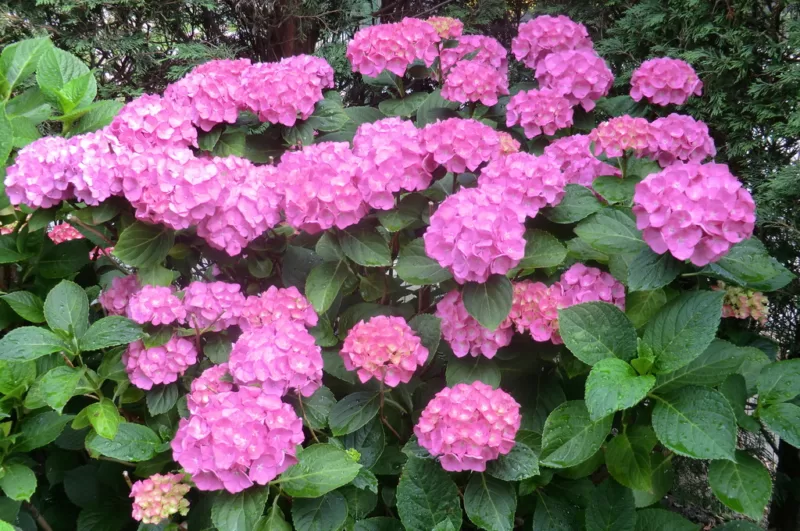 Wanted - one extremely hardy bigleaf hydrangea image - Wanted - one extremely hardy bigleaf hydrangea