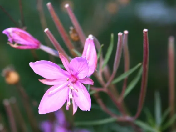 A new hardy gaura (Gaura lindheimeri) image - A new hardy gaura (Gaura lindheimeri)