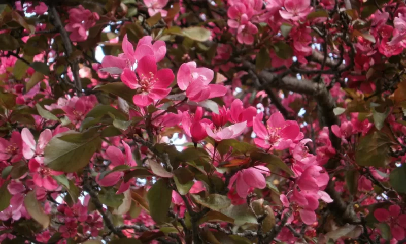 A row of flowery ornamental crabs overwhelms this spring scene image - A row of flowery ornamental crabs overwhelms this spring scene