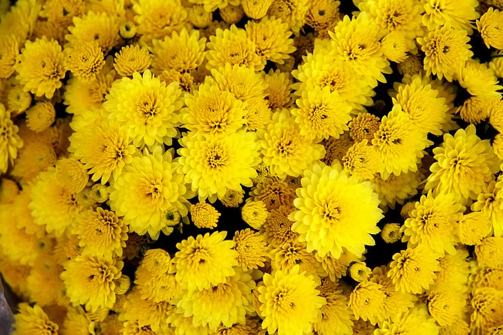 A spreading or “wave” chrysanthemum image - A spreading or “wave” chrysanthemum