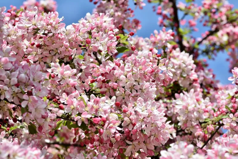 An ornamental crab in bloom is a sure sign of spring image - An ornamental crab in bloom is a sure sign of spring