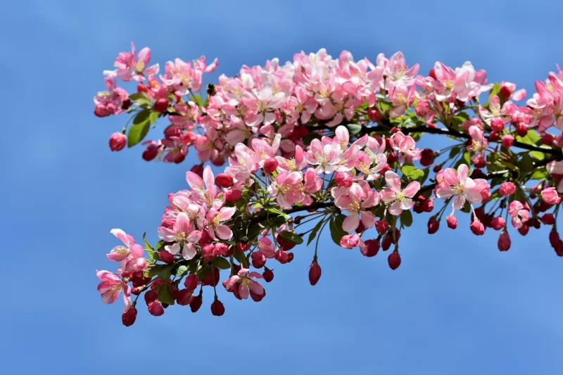 Bechtel's’ flowering crab has fully double shell pink flowers image - Bechtel's’ flowering crab has fully double shell pink flowers