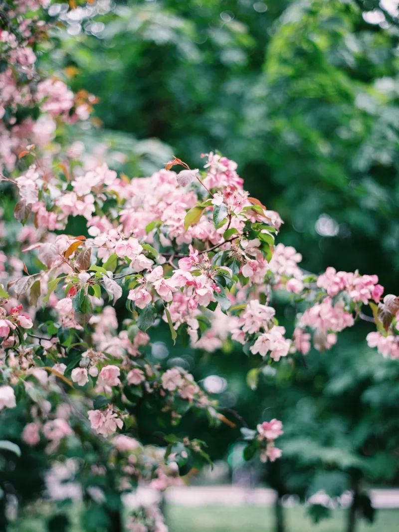 Compact ‘Coralburst’ is an ideal size for the garden image - Compact ‘Coralburst’ is an ideal size for the garden