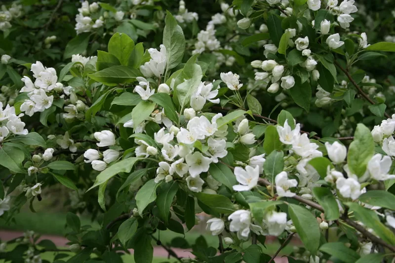 Fine acrhitectural form of Malus baccata ‘Columnaris’ image - Fine acrhitectural form of Malus baccata ‘Columnaris’