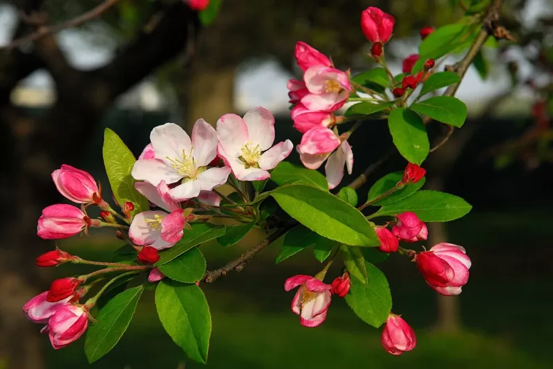 Flower buds are an ornamental attribute as well image - Flower buds are an ornamental attribute as well