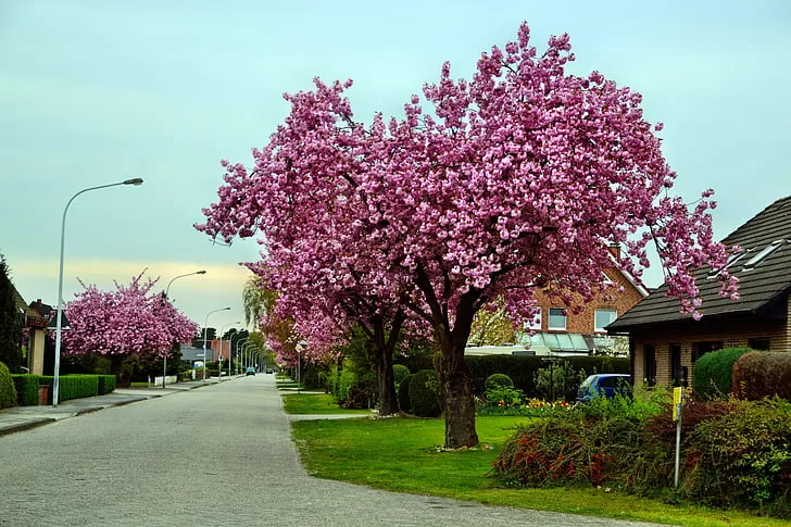 Flowering crab apples are best used as accents in the landscape image - Flowering crab apples are best used as accents in the landscape