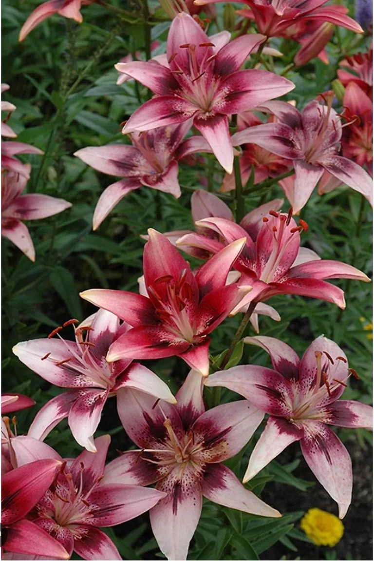 Pink Pagoda lily image - Pink Pagoda lily