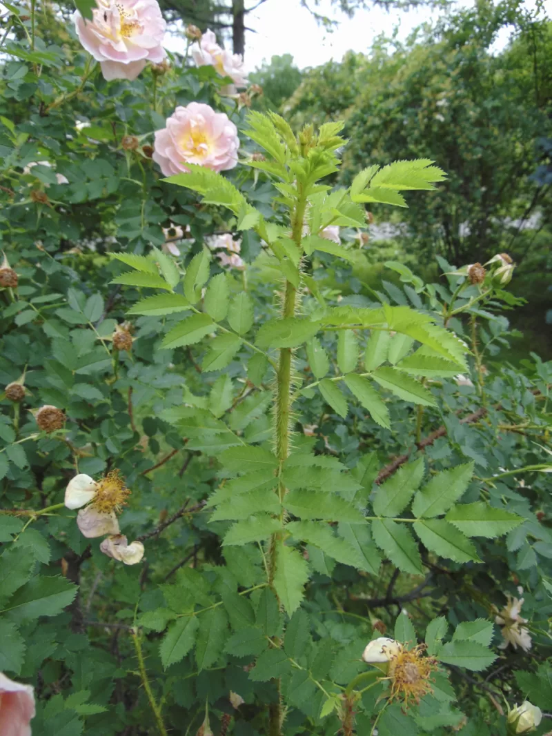 Prairie Peace rose image - Prairie Peace rose