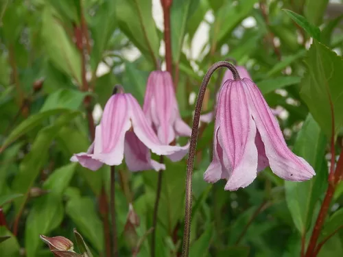 Rosy O'Grady clematis image - Rosy O'Grady clematis