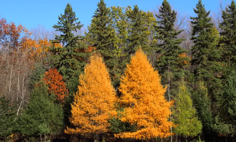 Siberian larch in fall image - Siberian larch in fall