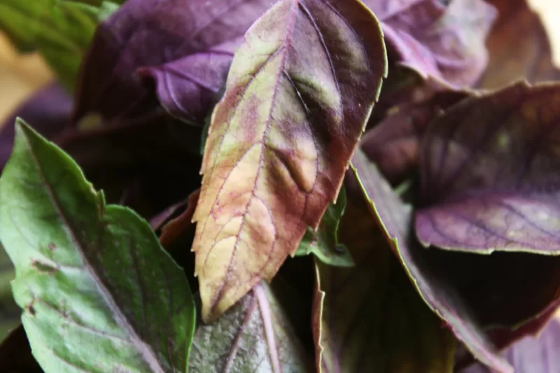 Try 'Dark Opal' basil for foliage color effect image - Try 'Dark Opal' basil for foliage color effect