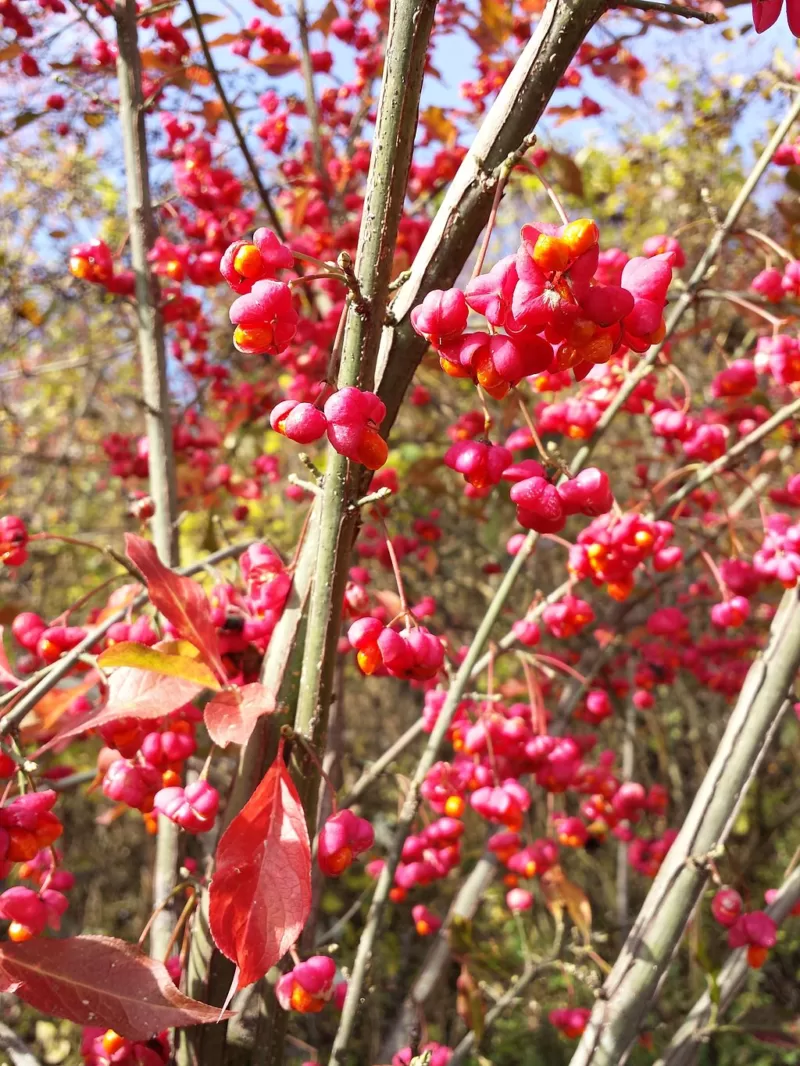 Fruit of ‘Indian Summer’ paints the fall scene red image - Fruit of ‘Indian Summer’ paints the fall scene red