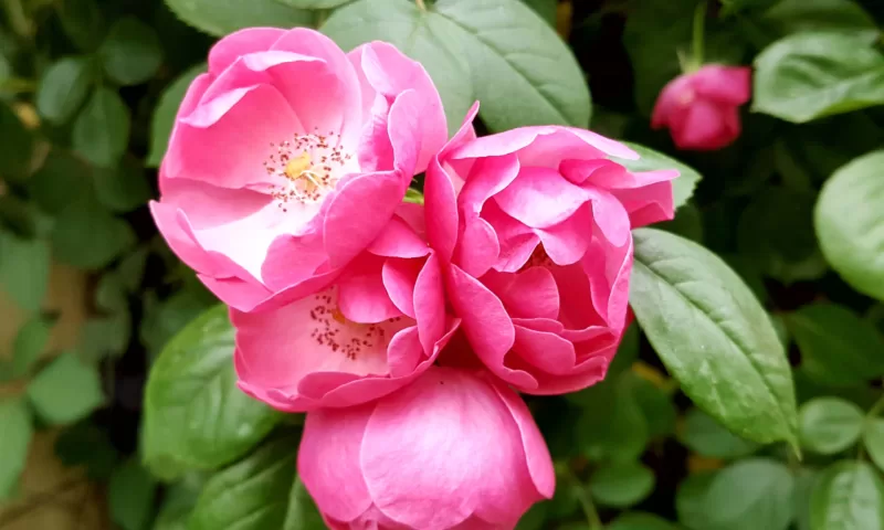 hardy polyantha roses image - hardy polyantha roses
