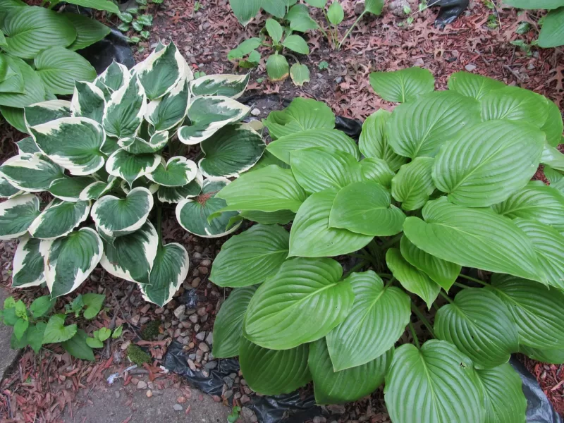 Hostas are just one of the many Asian contributions to our gardens image - Hostas are just one of the many Asian contributions to our gardens