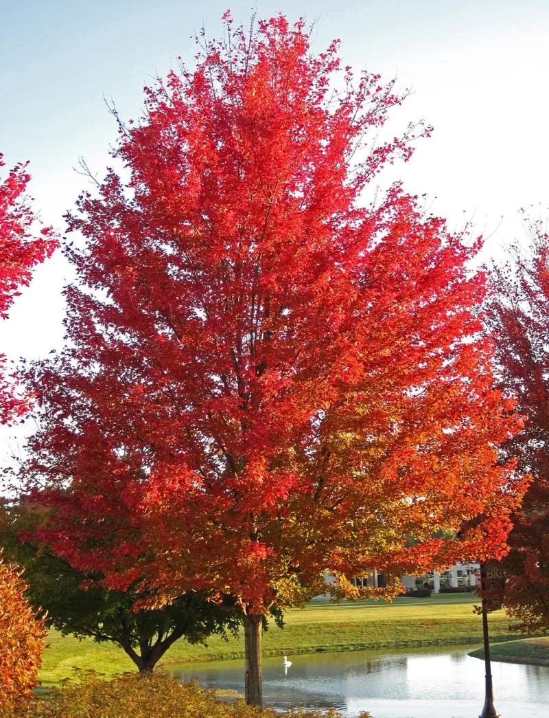 Exciting New Tree And Shrub Developments image - Exciting New Tree And Shrub Developments
