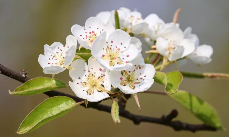 Flowers of the Ussurian pear image - Flowers of the Ussurian pear
