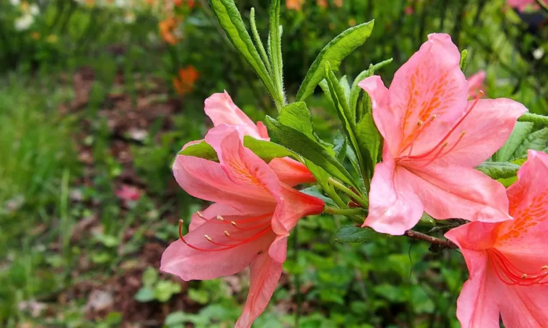‘Candy Lights’ azalea is just one of the new U of M intros image - ‘Candy Lights’ azalea is just one of the new U of M intros