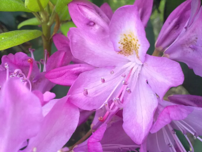 ‘Lilac Lights’, with its speckled pinkish-purple flowers. image - ‘Lilac Lights’, with its speckled pinkish-purple flowers.