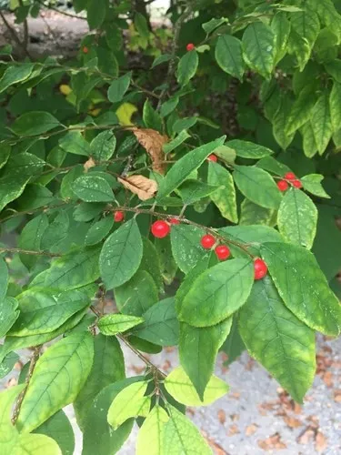 Afterglow Winterberry fruit image - Afterglow Winterberry fruit