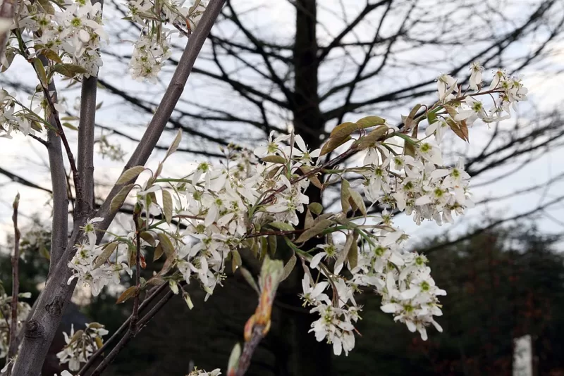 Autumn Brilliance serviceberry flowers image - Autumn Brilliance serviceberry flowers