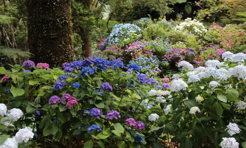 Colorful trees and shrubs are the backbone of an effective landscape composition image - Colorful trees and shrubs are the backbone of an effective landscape composition