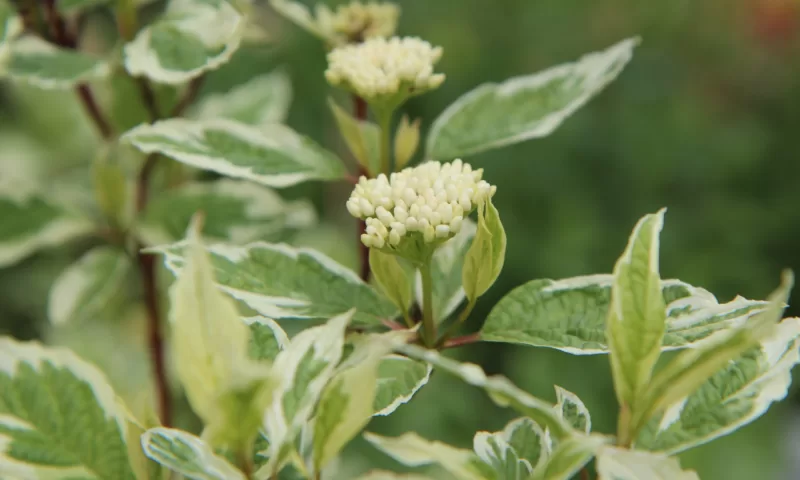 Golden Variegated Dogwood image - Golden Variegated Dogwood