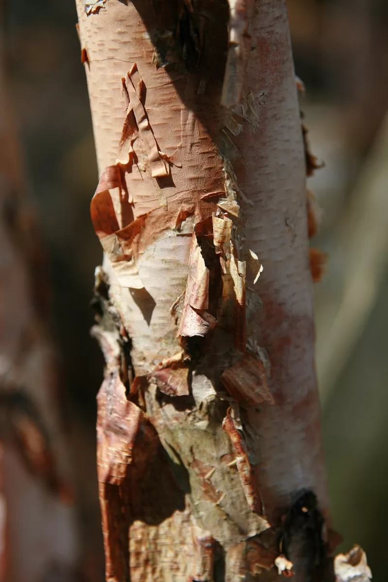 Heritage River Birch image - Heritage River Birch