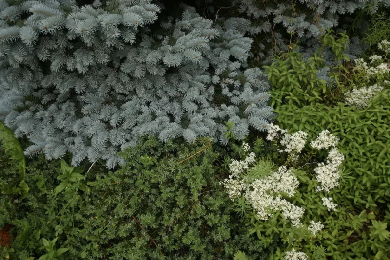 Montgomery spruce image - Montgomery spruce