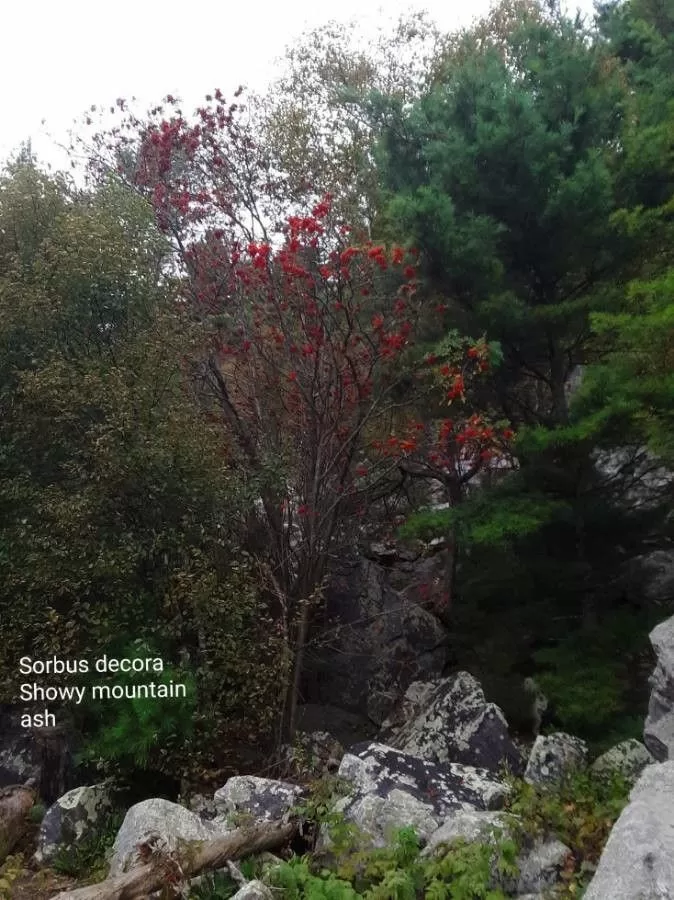 Showy mountain ash in fall image - Showy mountain ash in fall