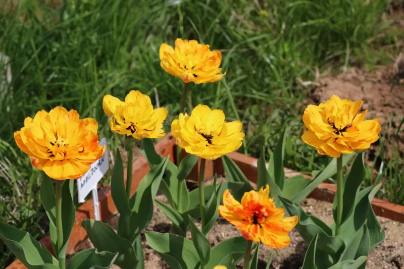What can be more beautiful in spring than tulips? image - What can be more beautiful in spring than tulips?