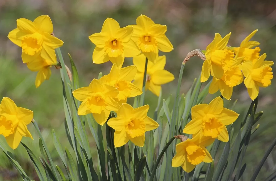 featured image - Planting Bulbs This Weekend? Ten Q&A Tips for Guaranteed Success