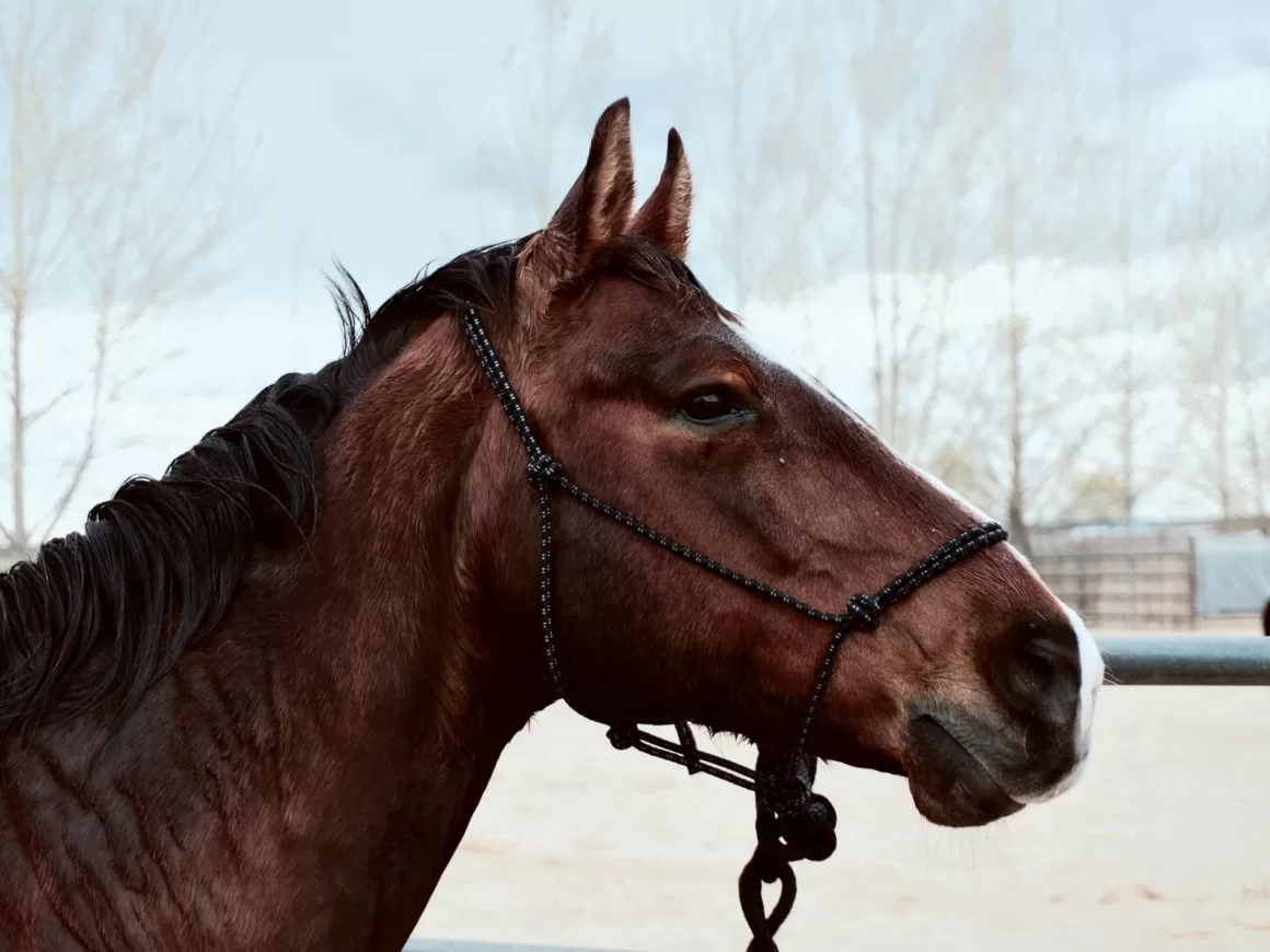 The Difference Between a Rope Halter and a Regular Halter
