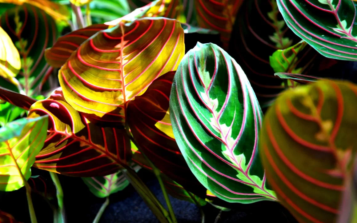 The Meaning of Prayer Plant