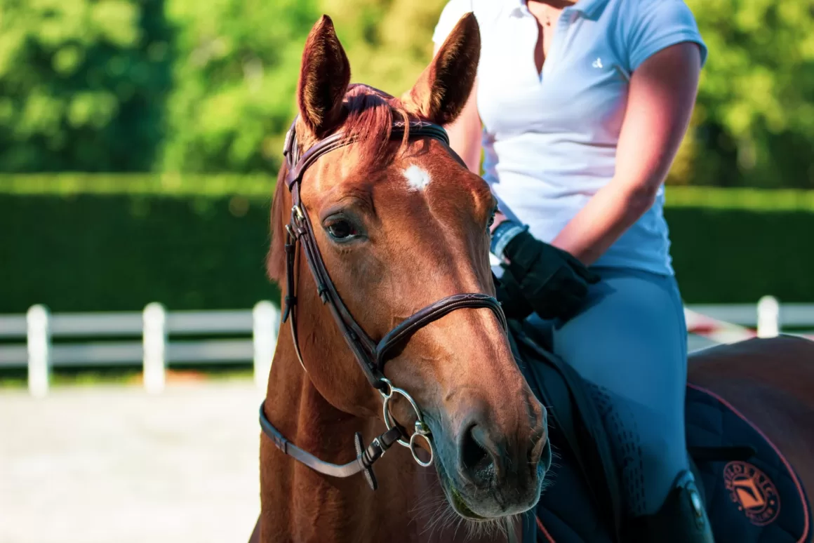 How do I train my horse with a rope halter?